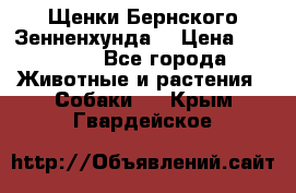 Щенки Бернского Зенненхунда  › Цена ­ 40 000 - Все города Животные и растения » Собаки   . Крым,Гвардейское